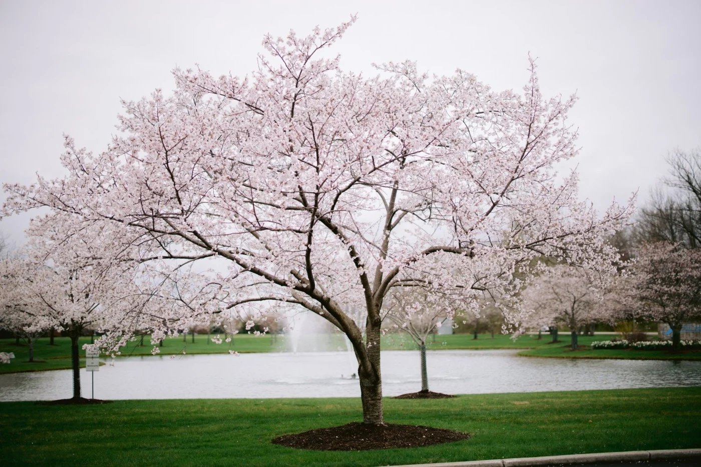 🌳 히다카 종합공원 (日高総合公園) 이미지 5